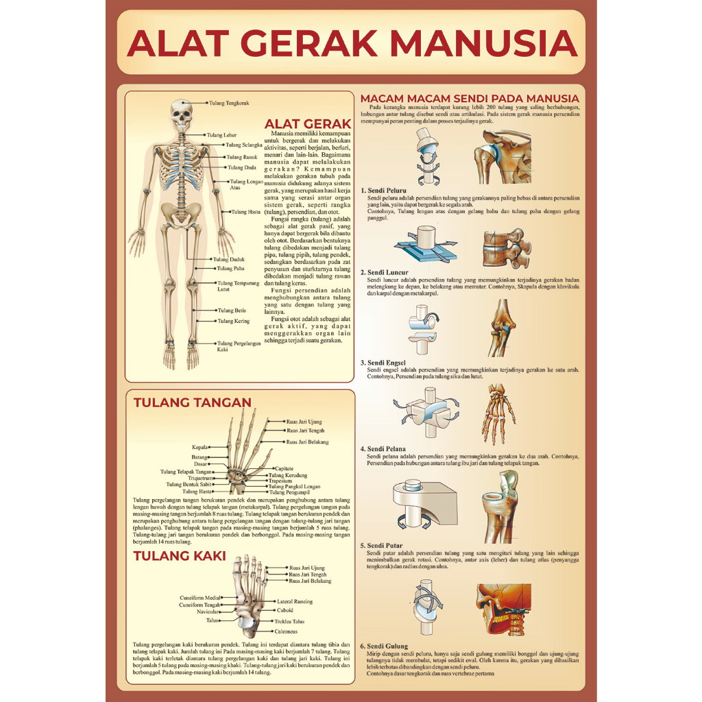 Poster ANATOMI Manusia dan Hewan | Pilihan Lengkap